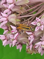 Chauliognathus marginatus