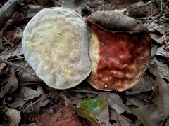 Fungi