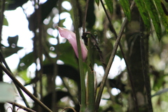 Araceae