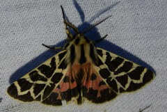 Apantesis nevadensis