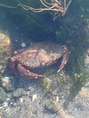 Metacarcinus gracilis