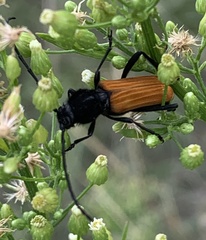 Tragidion coquus