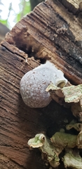 Reticularia lycoperdon