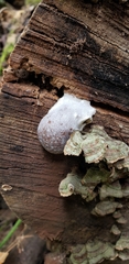 Reticularia lycoperdon