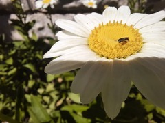 Ceratina