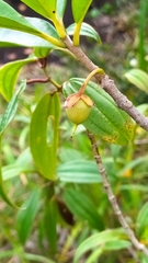 Ternstroemia