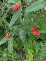 Lonicera morrowii