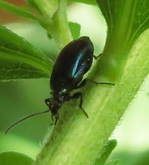 Lebia viridis