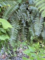 Polystichum acrostichoides