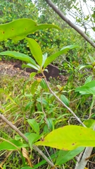 Ternstroemia