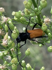 Tragidion coquus