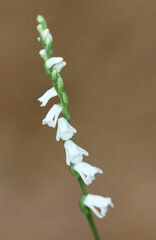 Spiranthes tuberosa