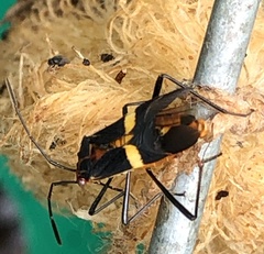 Hypselonotus interruptus