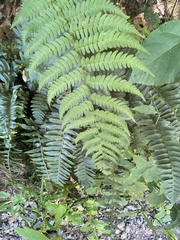 Polystichum acrostichoides