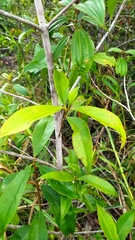 Ternstroemia