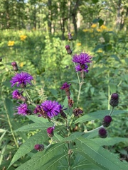 Vernonia missurica