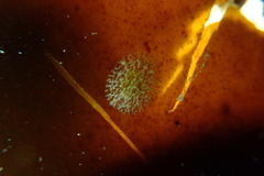 Corambe steinbergae
