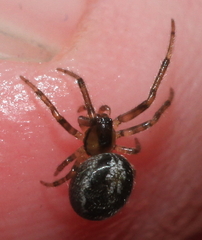 Zygiella x-notata