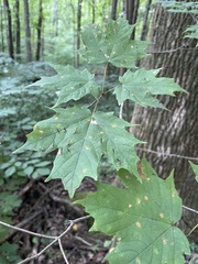 Vasates aceriscrumena