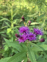 Vernonia missurica