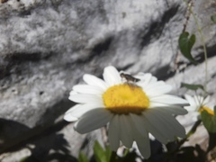 Pterygota