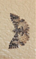 Alucita phricodes