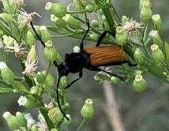 Tragidion coquus