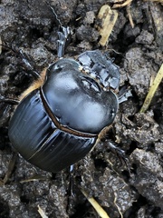 Coprophanaeus telamon