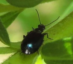 Lebia viridis