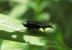 Lebia viridis