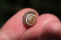 Cepaea