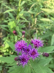 Vernonia missurica