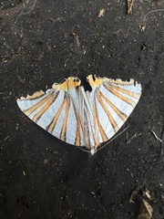 Pityeja histrionaria