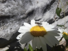 Pterygota