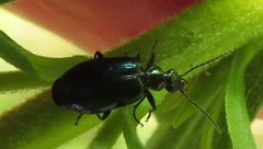 Lebia viridis