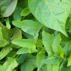 Convolvulus arvensis
