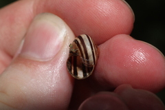 Cepaea