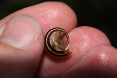 Cepaea