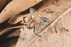Apis florea