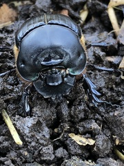 Coprophanaeus telamon