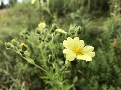 Potentilla simplex