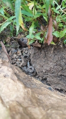 Nerodia sipedon sipedon