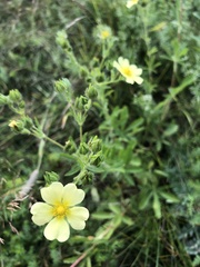 Potentilla simplex
