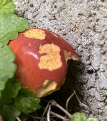 Hortiboletus rubellus