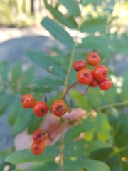 Sorbus