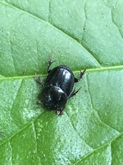 Onthophagus