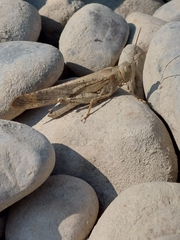 Trimerotropini