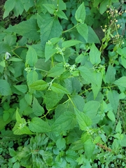 Scutellaria lateriflora