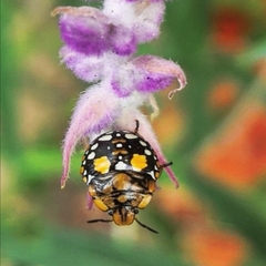 Chinavia marginata