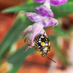 Chinavia marginata